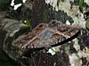 moth-2.jpg