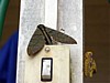 moth-3.jpg