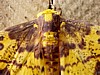 moth-4.jpg