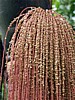 palm-racime-2.jpg