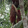 palm-racime-3.jpg