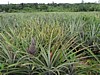 pineapple-field.jpg