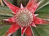 pineapple-spiral.jpg