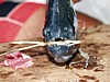 piranha-fishing-3.jpg