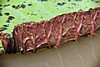water-lilies-6.jpg