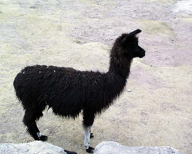 tambomachay5