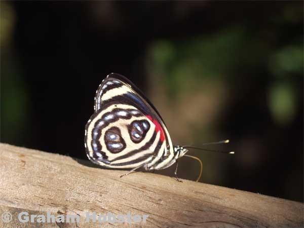 butterfly2-at-falls